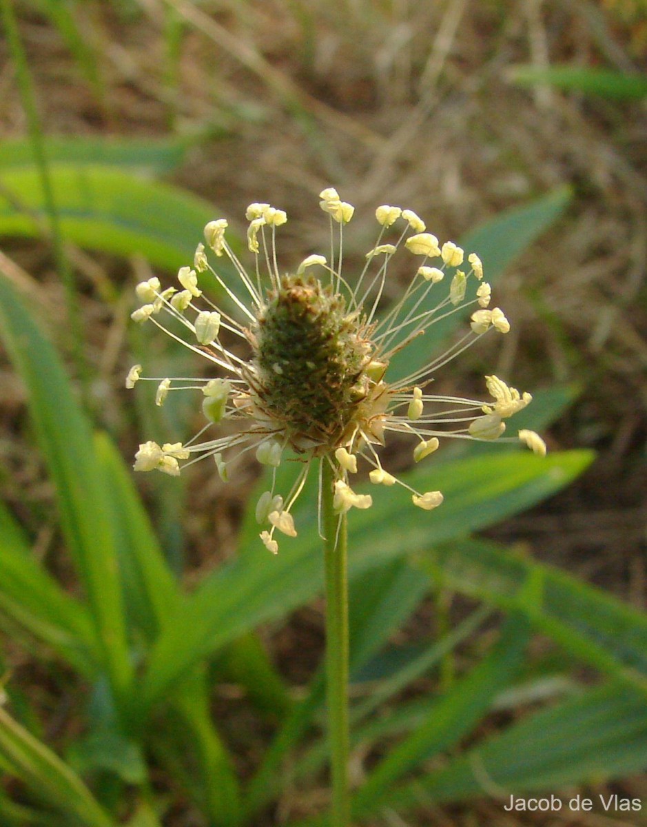 Plantago lanceolata L.